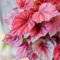 Begonia Inca Flame