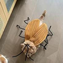 Naminių gyvūnų kostiumas Katė Šuo Tarakonas Rankų darbo PASIDARYK pats Cosplay apranga Juokingas augintinio Helovino keistas kostiumas Šventė