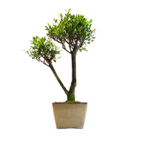 Syzygium Bonsai P14 ZG05