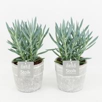 Vazoninis augalas kaktusas, Ø 13, 15 cm, Cactus mix