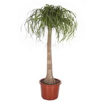 Vazoninis augalas Karpažolė, Ø 17, 40 cm, lot. Euphorbia