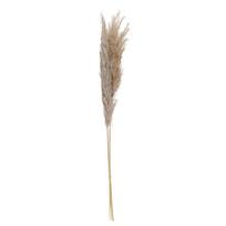Viksvos (pampos) džiovintos natūralios 3 vnt 110 cm 333971