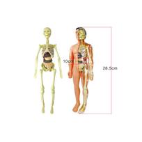 Human Body Model Skeleton Simple Assembly Learning Tool Kit Anatomy Model Display STEM Educational Gift Teaching TXMR-026