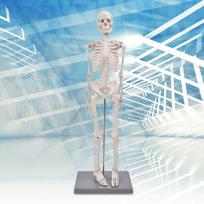 85 cm žmogaus skeleto modelis su stovo biologinio eksperimento priemone, skirta anatominiam mokymui