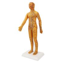 20,9 colio Akupunktūros moters modelis Didelės raiškos Skaidrus Kinijos žmogaus kūno akupunktūros modelis mokymui