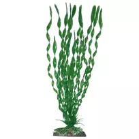 Amtra augalas Valisneria Spiralis dekoracija akvariumui; 13cm, 17cm, 23cm, 33cm