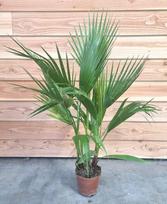 Vazoninis augalas vašingtonija, Ø 18, 80 cm, lot. WASHINGTONIA FILIFERA