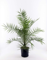 Vazoninis augalas finikas, Ø 19, 100 cm, lot. Phoenix Canariensis