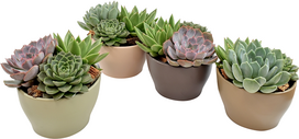 Vazoninis augalas sukulentas, vazone, Ø 13, 20 cm, lot. Succulent mix