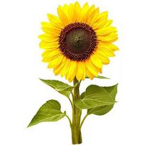 Click & Grow Smart Garden Refill Mini sunflower 3pcs SGR65X3