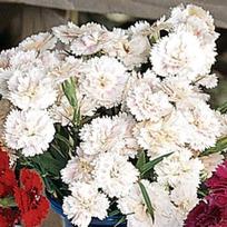 Gvazdikas White Blush