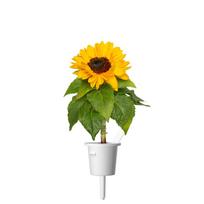 Click And Grow Click  AND  Grow Plant Pods 3-Pack - Mini Sunflowers - Yellow
