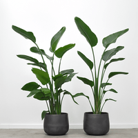 Strelitzia nicolai, 150 cm.