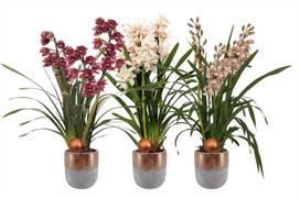 Vazoninis augalas orchidėja, vazone, 3 stiebai, Ø 12, 80 cm, lot. CYMBIDIUM