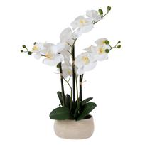 Balta orchidėja IN GARDEN, H55cm