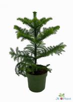 Lauko augalas Araukarija, Ø 14, 40 cm, lot. Araucaria