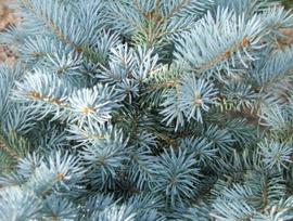 Lauko augalas baltoji eglė, Ø 19, 40 cm, lot. PICEA GLAUCA CONICA