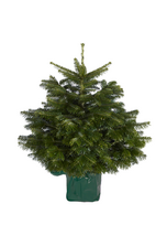 Kaukazinis kėnis augintas vazone, 150-175 cm, lot. ABIES NORDMANNIANA