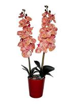 Dirbtinė orchidėja Karamelė