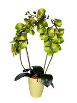 Dirbtinė orchidėja Žalia
