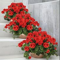 Dirbtinė Pelargonija Dekorui