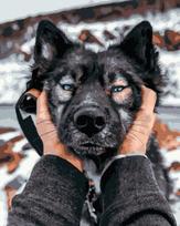 Tapyba pagal skaičius Siberian Husky, 40x50 cm