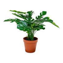 Dirbtinė Monstera Deliciosa 45 cm
