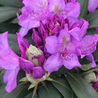 Rododendras "Catawb. Boursault"