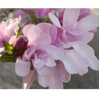 Magnolija "Leonard Messel"