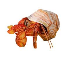 Popierinė 3D dėlionė Makebug Krabas atsiskyrėlis MB-B-0008