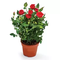 Vazoninė gėlė ROŽYTĖ, 1 vnt.