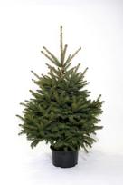 Sidabrinė eglė (Picea pungens) vazone, aukštis 150-180 cm.