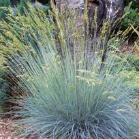 Melsvasis eraicinas ''Elijah Blue''