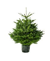 Vazone augintas kaukazinis kėnis (Abies nordmanniana), aukštis 60 - 80 cm.