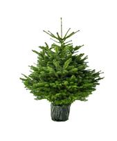 Vazone augintas kaukazinis kėnis (Abies nordmanniana), aukštis 80 - 100 cm.