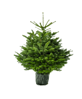 Vazone augintas kaukazinis kėnis (Abies nordmanniana), aukštis 125 - 150 cm.