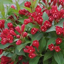 Veigelė gražiažiedė ''All Summer Red''®