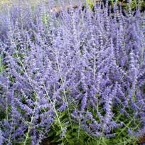 Melėsas paprastasis "Blue Spire"