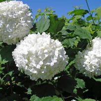 Putinas paprastasis ''Roseum''