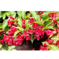 Veigelė gražiažiedė ''Bristol Ruby''