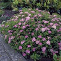 Lanksva japoninė ''Little Princess''
