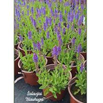 Šalavijas šilinis ''Blauhugel''