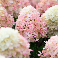 Hortenzija "Living Raspberry Pink"