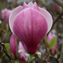 Magnolija "Winelight"