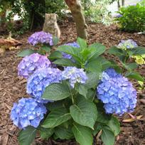 Hortenzija "Renate Steiniger"