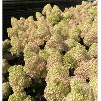 Hortenzija "Petit Flori"