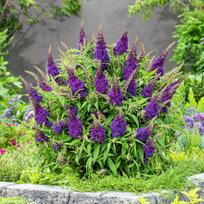 Budlėja  "Butterfly Candy® Little Purple"
