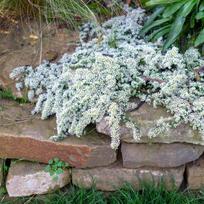 Astras erikinis "Snow flurry"