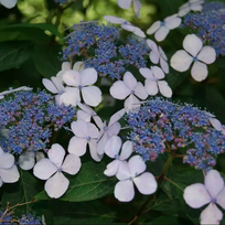 Hortenzija, krūminė "Blue Bird"