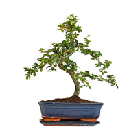 Carmona Bonsai S formos Arbatmedis P25